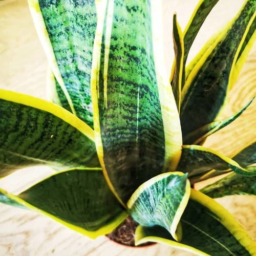 Réconciliation Végétale Plantes D'intérieur Et Fleurs D'intérieur Plante Dépolluante Sans Cache-pot 6 Réconciliation Végétale Plantes D'intérieur Et Fleurs D'intérieur Plante Dépolluante Sans Cache-pot – Image 4