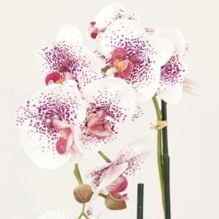 Ligne Déco Plantes D'intérieur Et Fleurs D'intérieur Plante Fleur Artificielle Orchidée Toucher Naturel, H.50cm -Parasols Soldes Magasin plante fleur artificielle orchidee toucher naturel h 50cm 2