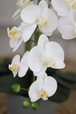 Ligne Déco Plantes D'intérieur Et Fleurs D'intérieur Plante Fleur Artificielle Orchidée Toucher Naturel, H.80cm -Parasols Soldes Magasin plante fleur artificielle orchidee toucher naturel h 80cm 14