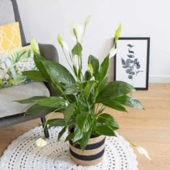 Réconciliation Végétale Plantes D'intérieur Et Fleurs D'intérieur Plante Fleur De Lune Sans Cache-pot -Parasols Soldes Magasin plante fleur de lune avec cache pot