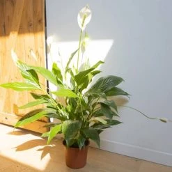 Réconciliation Végétale Plantes D'intérieur Et Fleurs D'intérieur Plante Fleur De Lune Avec Cache-pot -Parasols Soldes Magasin plante fleur de lune avec cache pot 3