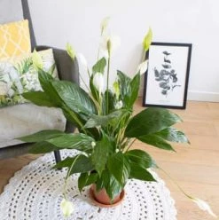 Réconciliation Végétale Plantes D'intérieur Et Fleurs D'intérieur Plante Fleur De Lune Avec Cache-pot -Parasols Soldes Magasin plante fleur de lune sans cache pot 4