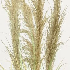 Ligne Déco Plantes D'intérieur Et Fleurs D'intérieur Plante Herbe Verte Artificielle Plumeaux Naturels Pampa 110cm -Parasols Soldes Magasin plante herbe verte artificielle plumeaux naturels pampa 110cm 1