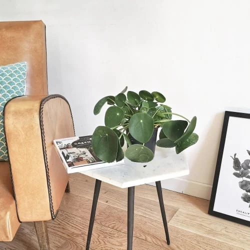 Réconciliation Végétale Plantes D'intérieur Et Fleurs D'intérieur Plante Porte Bonheur Avec Cache-pot 5 Réconciliation Végétale Plantes D'intérieur Et Fleurs D'intérieur Plante Porte Bonheur Avec Cache-pot – Image 3