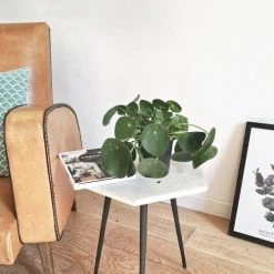 Réconciliation Végétale Plantes D'intérieur Et Fleurs D'intérieur Plante Porte Bonheur Sans Cache-pot -Parasols Soldes Magasin plante porte bonheur sans cache pot 2