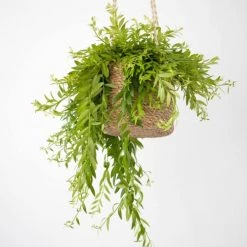 Réconciliation Végétale Plantes D'intérieur Et Fleurs D'intérieur Plante Pour Suspension Sans Cache-pot -Parasols Soldes Magasin plante pour suspension sans cache pot 1