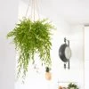 Réconciliation Végétale Plantes D'intérieur Et Fleurs D'intérieur Plante Pour Suspension Sans Cache-pot -Parasols Soldes Magasin plante pour suspension sans cache pot