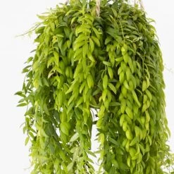 Réconciliation Végétale Plantes D'intérieur Et Fleurs D'intérieur Plante Pour Suspension Sans Cache-pot -Parasols Soldes Magasin plante pour suspension sans cache pot 2