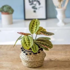 Réconciliation Végétale Plantes D'intérieur Et Fleurs D'intérieur Plante Prière Avec Cache-pot -Parasols Soldes Magasin plante priere avec cache pot 2