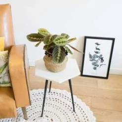 Réconciliation Végétale Plantes D'intérieur Et Fleurs D'intérieur Plante Prière Sans Cache-pot -Parasols Soldes Magasin plante priere avec cache pot 5