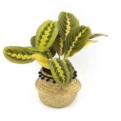 Réconciliation Végétale Plantes D'intérieur Et Fleurs D'intérieur Plante Prière Sans Cache-pot -Parasols Soldes Magasin plante priere sans cache pot 3