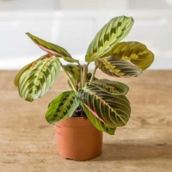 Réconciliation Végétale Plantes D'intérieur Et Fleurs D'intérieur Plante Prière Sans Cache-pot -Parasols Soldes Magasin plante priere sans cache pot 5