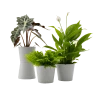 Flowy Plantes D'intérieur Et Fleurs D'intérieur Plante - Spathiphyllum, Bananier, Nephrolepis Pot Blanc Gris -Parasols Soldes Magasin plante spathiphyllum bananier nephrolepis pot blanc gris