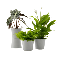 Flowy Plantes D'intérieur Et Fleurs D'intérieur Plante - Spathiphyllum, Bananier, Nephrolepis Pot Blanc Gris