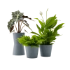 Flowy Plantes D'intérieur Et Fleurs D'intérieur Plante - Spathiphyllum, Bananier, Nephrolepis Pot Bleu Gris -Parasols Soldes Magasin plante spathiphyllum bananier nephrolepis pot bleu gris