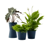 Flowy Plantes D'intérieur Et Fleurs D'intérieur Plante - Spathiphyllum, Bananier, Nephrolepis Pot Bleu Nuit -Parasols Soldes Magasin plante spathiphyllum bananier nephrolepis pot bleu nuit