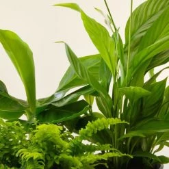 Flowy Plantes D'intérieur Et Fleurs D'intérieur Plante - Spathiphyllum, Bananier, Nephrolepis Pot Bleu Nuit -Parasols Soldes Magasin plante spathiphyllum bananier nephrolepis pot bleu nuit 2