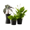 Flowy Plantes D'intérieur Et Fleurs D'intérieur Plante - Spathiphyllum, Bananier, Nephrolepis Pot Noir -Parasols Soldes Magasin plante spathiphyllum bananier nephrolepis pot noir