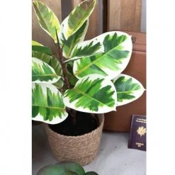 Ligne Déco Plantes D'intérieur Et Fleurs D'intérieur Plante Verte Artificielle Caoutchouc, Toucher Naturel, H.65cm -Parasols Soldes Magasin plante verte artificielle caoutchouc toucher naturel h 65cm 3