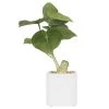 Ligne Déco Plantes D'intérieur Et Fleurs D'intérieur Plante Verte Artificielle De Bureau Philos, H.25cm -Parasols Soldes Magasin plante verte artificielle de bureau philos h 25cm