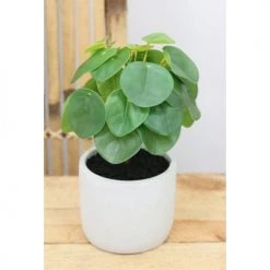 Ligne Déco Plantes D'intérieur Et Fleurs D'intérieur Plante Verte Artificielle De Bureau Pilea, Pot Ciment, H.25cm -Parasols Soldes Magasin plante verte artificielle de bureau pilea pot ciment h 25cm 2