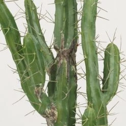 Ligne Déco Plantes D'intérieur Et Fleurs D'intérieur Plante Verte Artificielle Faux Cactus Réaliste, H.120cm -Parasols Soldes Magasin plante verte artificielle faux cactus realiste h 120cm 2