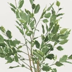 Ligne Déco Plantes D'intérieur Et Fleurs D'intérieur Plante Verte Artificielle Ficus Panaché Pot Céramique, H.100cm 7 Ligne Déco Plantes D'intérieur Et Fleurs D'intérieur Plante Verte Artificielle Ficus Panaché Pot Céramique, H.100cm -Parasols Soldes Magasin plante verte artificielle ficus panache pot ceramique h 100cm 2