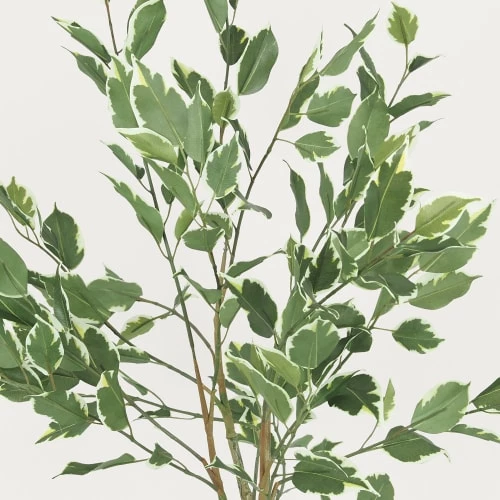 Ligne Déco Plantes D'intérieur Et Fleurs D'intérieur Plante Verte Artificielle Ficus Panaché Pot Céramique, H.100cm 5 Ligne Déco Plantes D'intérieur Et Fleurs D'intérieur Plante Verte Artificielle Ficus Panaché Pot Céramique, H.100cm – Image 3