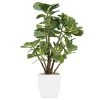 Ligne Déco Plantes D'intérieur Et Fleurs D'intérieur Plante Verte Artificielle Ficus, Pot Céramique, H.55cm -Parasols Soldes Magasin plante verte artificielle ficus pot ceramique h 55cm