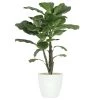 Ligne Déco Plantes D'intérieur Et Fleurs D'intérieur Plante Verte Artificielle Ficus, Pot Céramique, H.65cm -Parasols Soldes Magasin plante verte artificielle ficus pot ceramique h 65cm