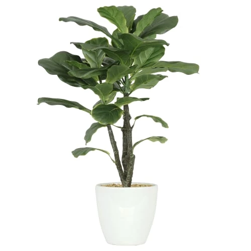 Ligne Déco Plantes D'intérieur Et Fleurs D'intérieur Plante Verte Artificielle Ficus, Pot Céramique, H.65cm 3 Ligne Déco Plantes D'intérieur Et Fleurs D'intérieur Plante Verte Artificielle Ficus, Pot Céramique, H.65cm
