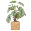 Ligne Déco Plantes D'intérieur Et Fleurs D'intérieur Plante Verte Artificielle Peperomia Pot Effet Cannage H.30cm - PERONIA -Parasols Soldes Magasin plante verte artificielle peperomia pot effet cannage h 30cm peronia