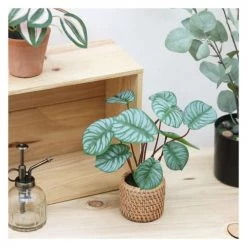 Ligne Déco Plantes D'intérieur Et Fleurs D'intérieur Plante Verte Artificielle Peperomia Pot Effet Cannage H.30cm - PERONIA -Parasols Soldes Magasin plante verte artificielle peperomia pot effet cannage h 30cm peronia 3