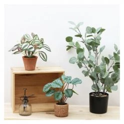Ligne Déco Plantes D'intérieur Et Fleurs D'intérieur Plante Verte Artificielle Peperomia Pot Effet Cannage H.30cm - PERONIA -Parasols Soldes Magasin plante verte artificielle peperomia pot effet cannage h 30cm peronia 4