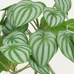 Ligne Déco Plantes D'intérieur Et Fleurs D'intérieur Plante Verte Artificielle Peperomia Pot Effet Cannage H.40cm 7 Ligne Déco Plantes D'intérieur Et Fleurs D'intérieur Plante Verte Artificielle Peperomia Pot Effet Cannage H.40cm -Parasols Soldes Magasin plante verte artificielle peperomia pot effet cannage h 40cm 2