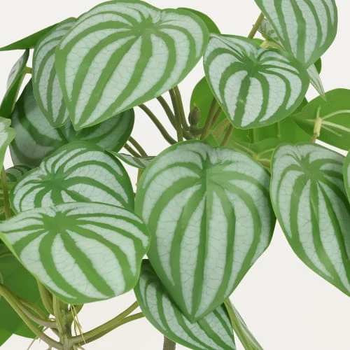 Ligne Déco Plantes D'intérieur Et Fleurs D'intérieur Plante Verte Artificielle Peperomia Pot Effet Cannage H.40cm 5 Ligne Déco Plantes D'intérieur Et Fleurs D'intérieur Plante Verte Artificielle Peperomia Pot Effet Cannage H.40cm – Image 3