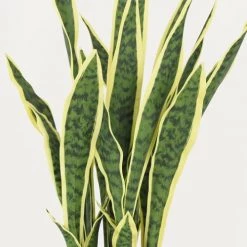 Ligne Déco Plantes D'intérieur Et Fleurs D'intérieur Plante Verte Artificielle Succulente Sanseveria En Pot, H.65cm -Parasols Soldes Magasin plante verte artificielle succulente sanseveria en pot h 65cm 2