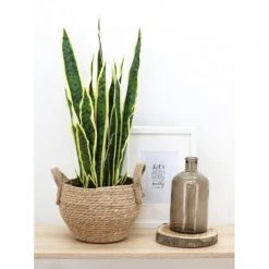 Ligne Déco Plantes D'intérieur Et Fleurs D'intérieur Plante Verte Artificielle Succulente Sanseveria En Pot, H.65cm -Parasols Soldes Magasin plante verte artificielle succulente sanseveria en pot h 65cm 4
