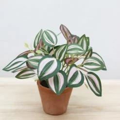 Ligne Déco Plantes D'intérieur Et Fleurs D'intérieur Plante Verte Artificielle Tradescantia Pot Terracotta H.20cm -Parasols Soldes Magasin plante verte artificielle tradescantia pot terracotta h 20cm 1
