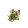 Wall Flower Plantes D'intérieur Et Fleurs D'intérieur Poche Recharge Plantes Vivantes Pour Cadre Végétal Wallflower 31 X 31