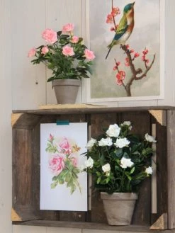 Mica Decorations Plantes D'intérieur Et Fleurs D'intérieur Rosier Artificielle Blanches En Pot H33 -Parasols Soldes Magasin rosier artificielle blanches en pot h33 1