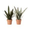 LANADECO Plantes D'intérieur Et Fleurs D'intérieur Sanseveria Synthétique Vert + Pot Terracotta H72,5cm - Lot De 2 -Parasols Soldes Magasin sanseveria synthetique vert pot terracotta h72 5cm lot de 2