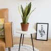 Réconciliation Végétale Plantes D'intérieur Et Fleurs D'intérieur Sansevieria Ou Langue De Belle Mère Sans Cache-pot -Parasols Soldes Magasin sansevieria ou langue de belle mere sans cache pot