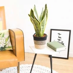 Réconciliation Végétale Plantes D'intérieur Et Fleurs D'intérieur Sansevieria Ou Langue De Belle Mère Sans Cache-pot -Parasols Soldes Magasin sansevieria ou langue de belle mere sans cache pot 2