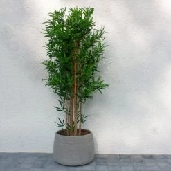 Now’s Home Pots, Cache-pots Et Jardinières D'extérieur Set De 2 Pots Ronds En Terre D'argile Taupe D39 Et D53cm -Parasols Soldes Magasin set de 2 pots ronds en terre d argile taupe d39 et d53cm 4