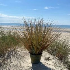 Pirouette Paris Plantes D'intérieur Et Fleurs D'intérieur Stipa Artificielle Avec Pot En Zinc H76 -Parasols Soldes Magasin stipa artificielle avec pot en zinc h76 2