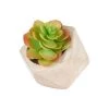 Sia Deco Plantes D'intérieur Et Fleurs D'intérieur Succulente En Pot Olga -Parasols Soldes Magasin succulente en pot olga