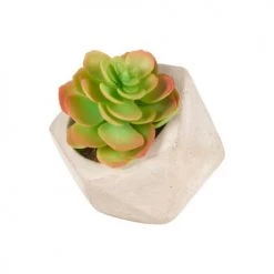 Sia Deco Plantes D'intérieur Et Fleurs D'intérieur Succulente En Pot Olga