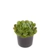 Sia Deco Plantes D'intérieur Et Fleurs D'intérieur Succulente En Pot Valentina -Parasols Soldes Magasin succulente en pot valentina