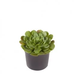 Sia Deco Plantes D'intérieur Et Fleurs D'intérieur Succulente En Pot Valentina